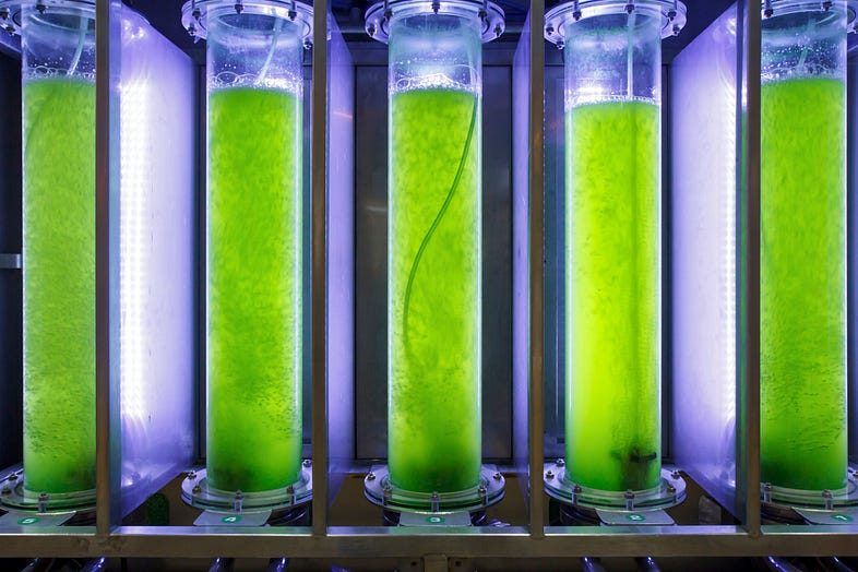 Mikroalga untuk Pengolahan POME dan Produksi Biofuel: Telaah Potensi dan Keterbatasannya